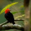 Pipulka cervenohlava - Ceratopipra mentalis - Red-capped manakin 1826